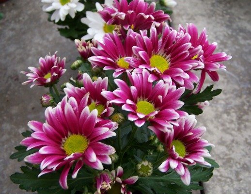 flores_cementerio_noticia